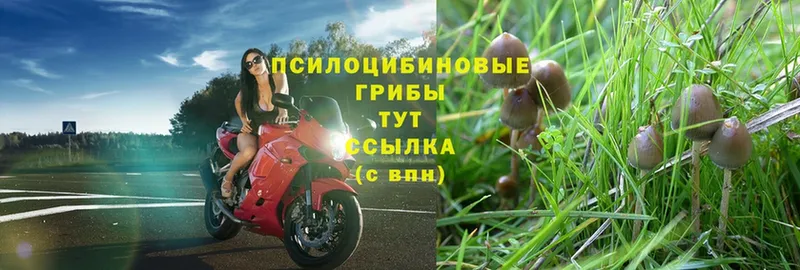 Галлюциногенные грибы Psilocybe  где можно купить наркотик  Луга 